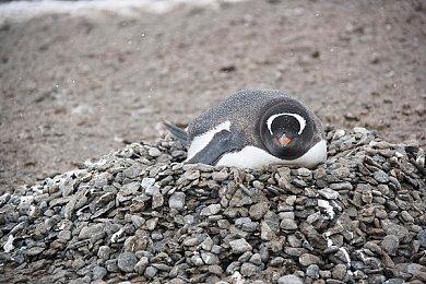 TGA 2024 ：《GTA 6》获得最受期待游戏